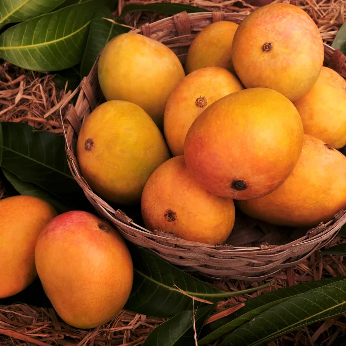Alphonso Mango